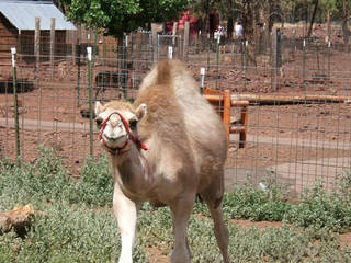 © Grand Canyon Deer Farm
